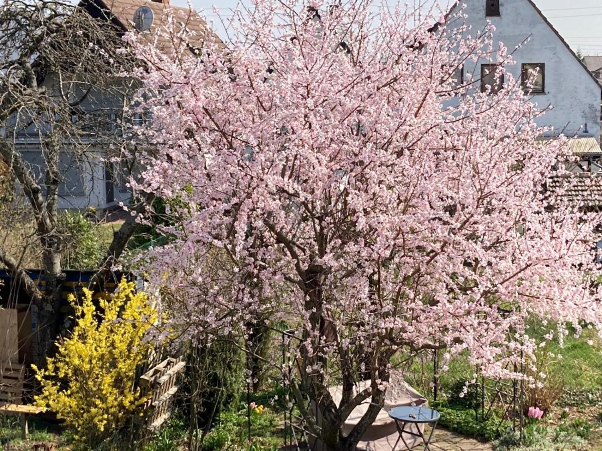 Terrassenwohnung Neustadt an der Weinstraße Zewnętrze zdjęcie